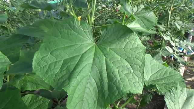 Ну и что же после цитовита? смотреть онлайн