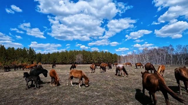 Лошади. Люди пожаловались в акимат смотреть онлайн