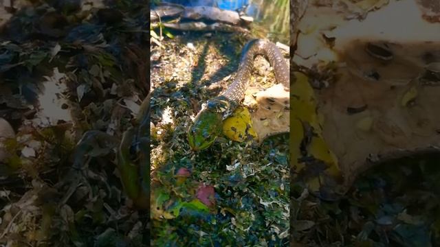 Уж поедает лягушку ? смотреть онлайн