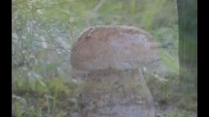 Мелодия дождя - Бетховен