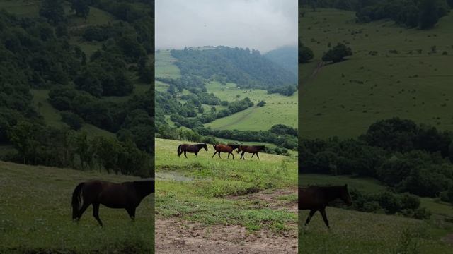 Куда поехать в Армении-Дилижан? Where to go in Armenia? смотреть онлайн