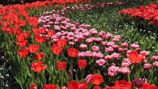 ВИСТАВКА КВІТІВ 2022! ВИСТАВКА ТЮЛЬПАНІВ // Floral exhibition смотреть онлайн