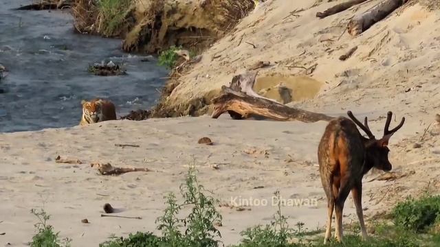 Corbett Tiger Reserve. Tiger's failed attempt to kill a Deer. Watch the full video. смотреть онлайн