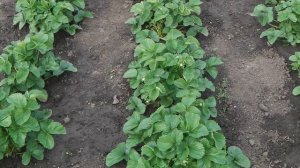 ОБРАБОТКА ЗЕМЛЯНИКИ (КЛУБНИКИ) ОТ ЗАБОЛЕВАНИЙ ФИТОСПОРИНОМ