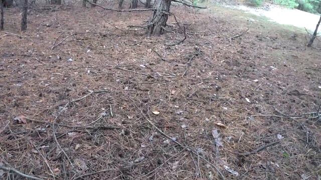 Удачный сбор белых грибов 19 сентября. смотреть онлайн