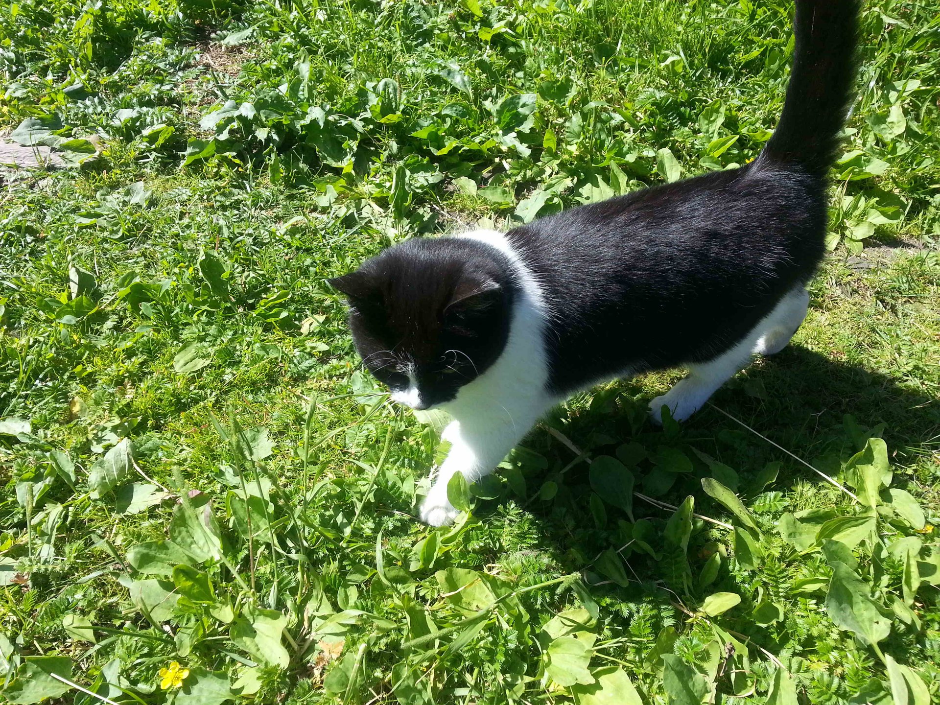 Котомания. Часть 3 смотреть онлайн