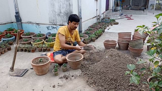ছায়ার ফুল ইমপেসেন্সের যত্ন ও পরিচর্যা পর্ব ০২/২০২২-২০২ || মাটি, টবের সাইজ, খাবার My Garden Raju Pau смотреть онлайн