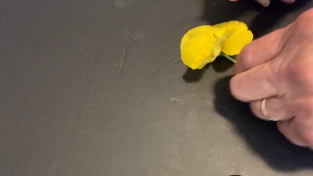 VIOLACEAE смотреть онлайн