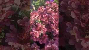 Метельчатая гортензия Полистар