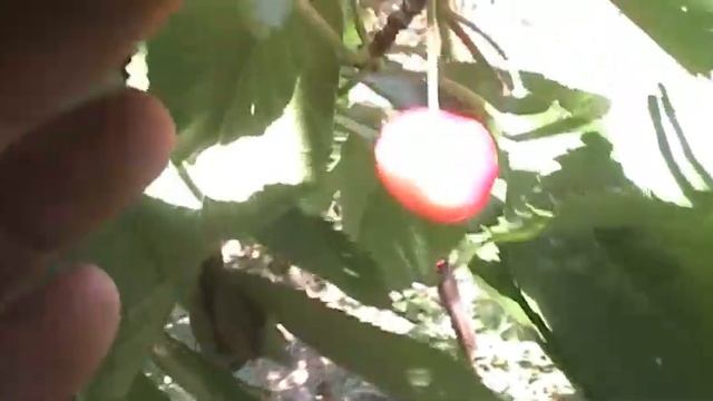 Странная черешня "Мелитопольская чёрная" смотреть онлайн