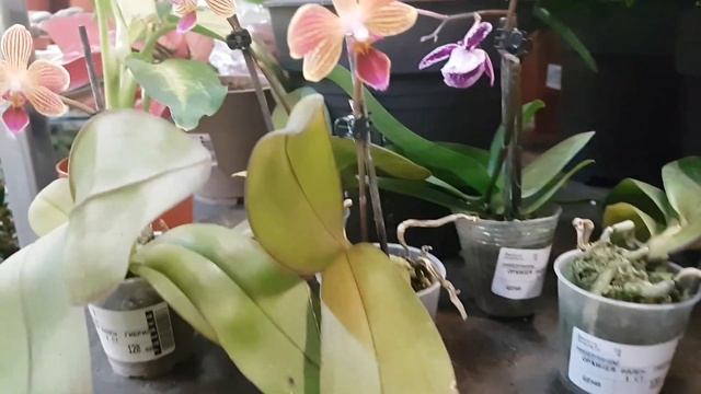 Уценка, Гринвилль:кордилина Конга, хойя, эпипремнум голден лотос, орхидеи, аглаонема, сансевиерии.. смотреть онлайн