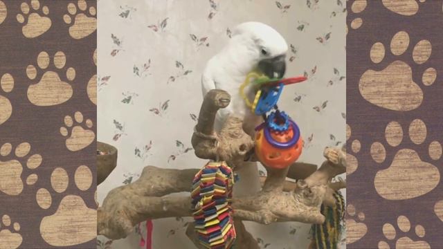 ПОПУГАЙЧИК Валерка жизнь Валерки) смешное видео про животных ОЗВУЧКА смотреть онлайн