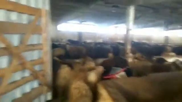 Барашки 600 голов на экспорт. Сальные-курдючные. Продажа. смотреть онлайн