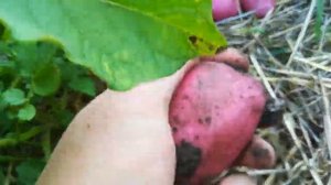 Картофель 2018 Сорт Розара .