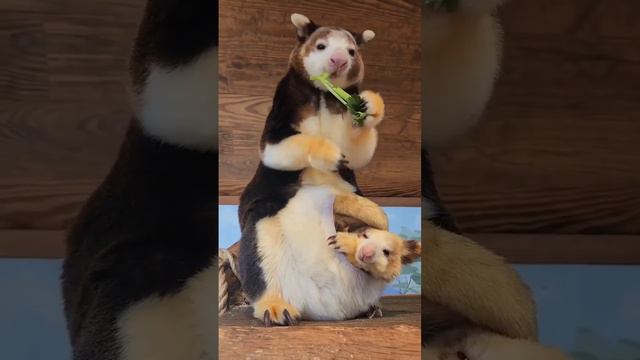 Древесный кенгуру 🦘 смотреть онлайн