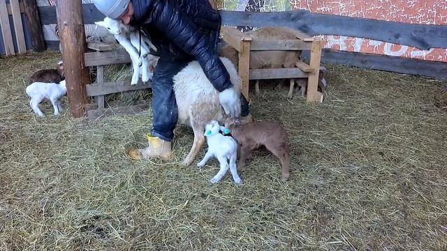 ОВЦЫ ОКОТИЛИСЬ, НО НЕ БЕЗ ПОТЕРЬ. ОТ РОМАНОВСКИХ К КАТУМСКИМ смотреть онлайн