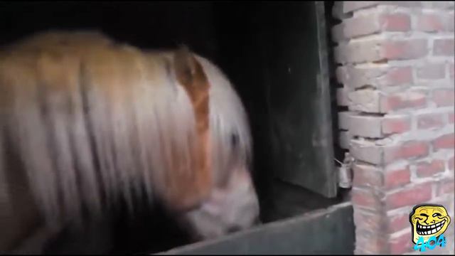 27 Животные издают смешные звуки  Смешные звуки животных 4