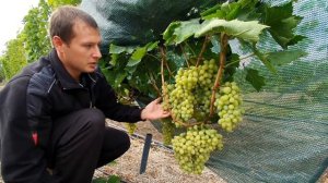 Кишмиш Рататуй 2021