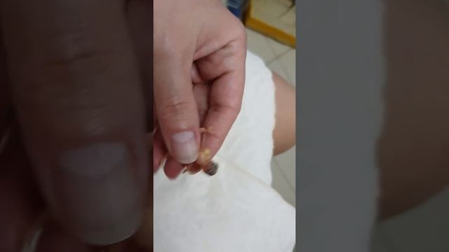 Птенцы японских амадин (чешуй+белая), рождены 01.07.2018 смотреть онлайн