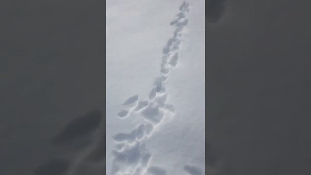 Тропы зайцев