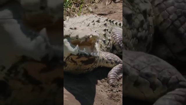 были бы динозавры разумными? смотреть онлайн