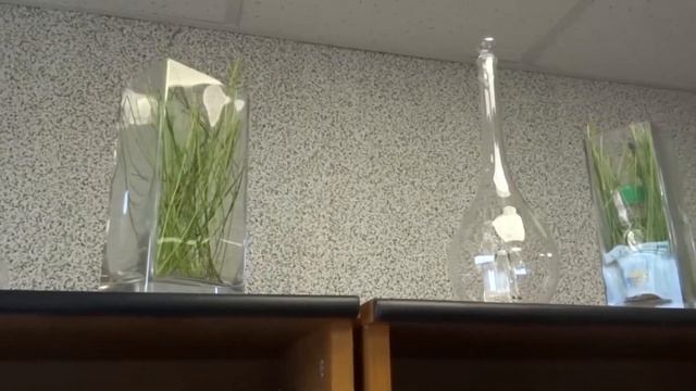 Графины ручной работы — ценности здоровья «Соль Жизни» смотреть онлайн