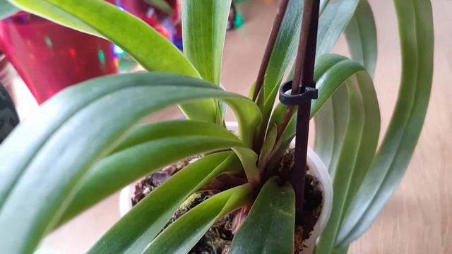 Paphiopedilum tranlimianum x spicerianum смотреть онлайн