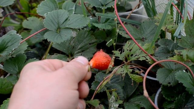 Заготовка семян клубники 10 октября смотреть онлайн