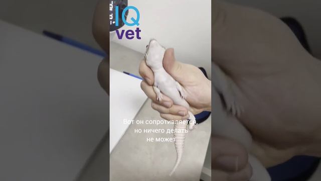 Учимся фиксировать эублефара смотреть онлайн