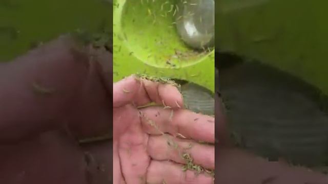Капустная моль в Кемеровской области смотреть онлайн