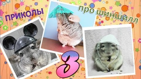 Лучшие приколы про ШИНШИЛЛ! Смешные ШИНШИЛЛЫ! Funny Chinchillas❤#3