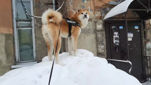 Акита Ину - или почему Хатико сидел и ждал смотреть онлайн