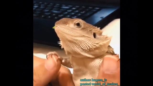 *Cute* Bearded Dragons Memes from Instagram! смотреть онлайн