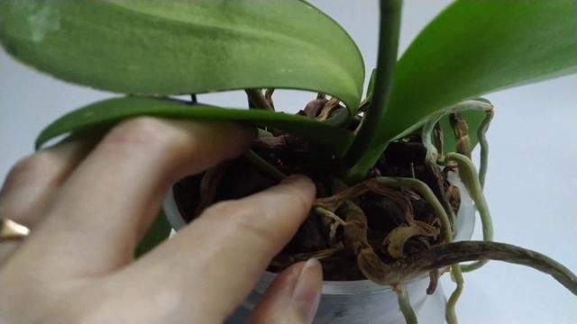 Орхидея Дикий кот, orchid wild cat смотреть онлайн