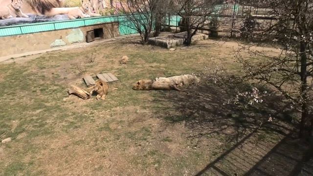 Лолочка похоже ждёт Чуковичей! Тайган. Белогорск. Крым. смотреть онлайн