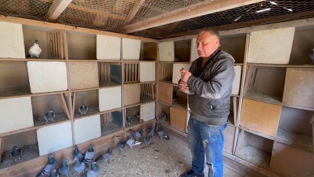 Dulai László Postagalambász - Like Pigeon смотреть онлайн