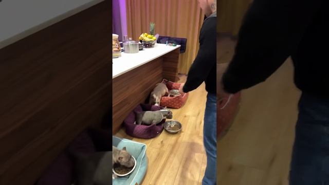 Что могут наши собаки в ТРИ месяца? смотреть онлайн