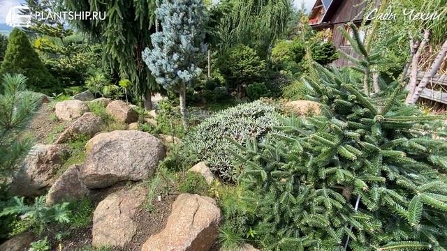 САДЫ ЧЕХИИ. Хвойные раритеты смотреть онлайн