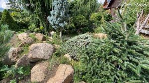 САДЫ ЧЕХИИ. Хвойные раритеты