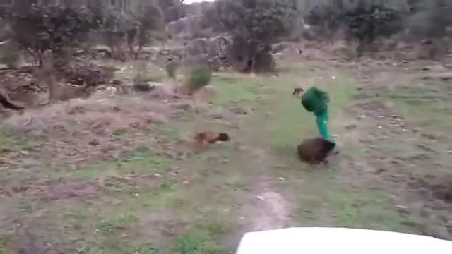 Кабан нападает на человека ) прикол смотреть онлайн