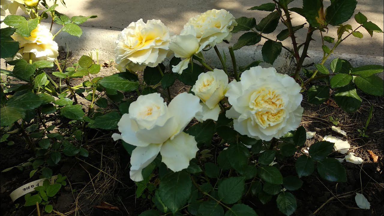 Розы флорибунды Прайд анд Преджудис, роза Мисс Файн и Блю фо ю. Лучшие сорта роз. смотреть онлайн