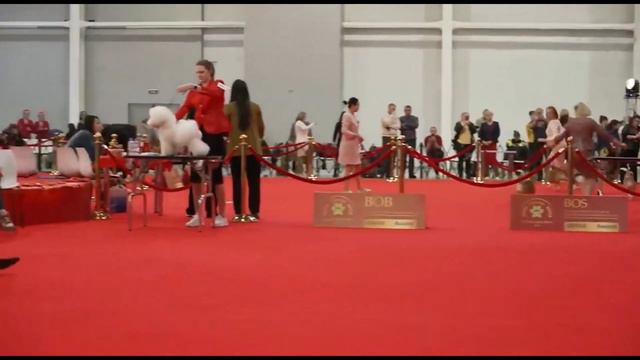«Русский Westminster»!Бишон фризе на выставке лучших собак России/РКФ, 2024 год. смотреть онлайн