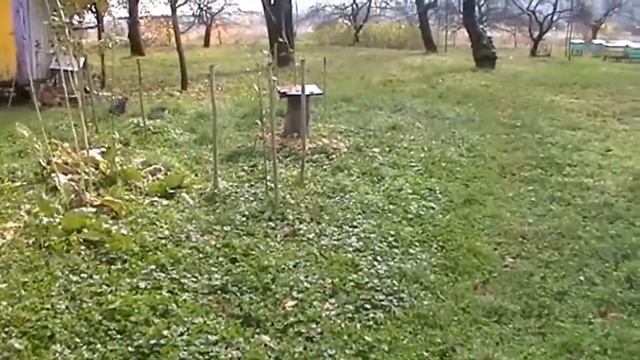 Опята в саду. "Выращивание" и сбор урожая. смотреть онлайн