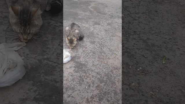 Накормили уличных котов рыбкой ... коты довольны, Кривой Рог, 03.06.2023 смотреть онлайн