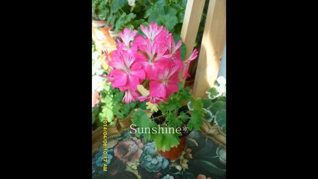Pelargonium Emma Game 1 смотреть онлайн