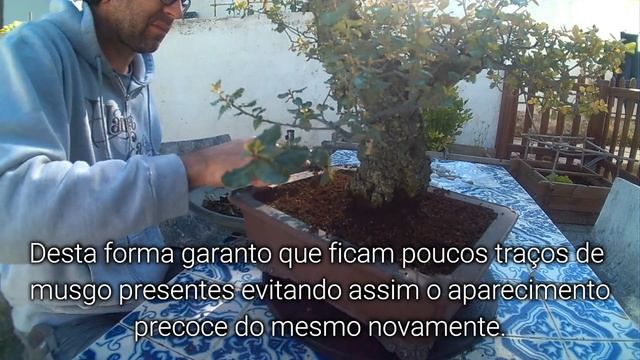 Quercus Suber Renovação de solo смотреть онлайн