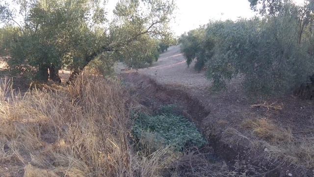 Caza de conejos en veda general 2017 смотреть онлайн