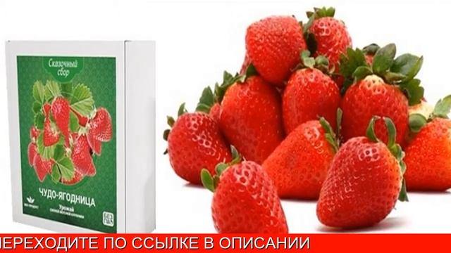 Клубника На Подоконнике Купить смотреть онлайн