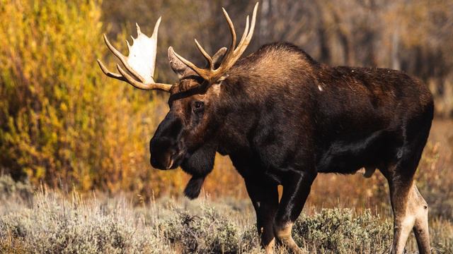 Moose Sound Effect, Moose Talking, Best Elk Call, Free Sounds, Noise Of ELK, Elk Bugles And Chuckle