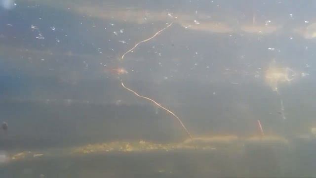 Жуткие головастики. Мой дачный пруд. \ Tadpoles. смотреть онлайн